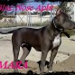 mara blue nose apbt!!!