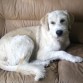 descanzando del peluquero le sacaron kilos de pelo