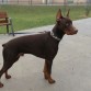 ESTE ES ODIN 72CM ALA CRUZ 41K CON 10 MESES ESTA ENORME