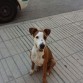 Se llama Kira, es una perrita pitbull de mi novio, tiene seis meses recién cumplidos, es muy fiel y cariñosa, pero en casa hace muchisimos desastres y ya le han cambiado los dientes. Tambien el problema es que aun no ha aprendido del todo no mear en casa.