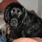 Missy 5 anos Springer Spaniel