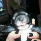 Divino