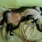 ¿Una siesta?, ¿gustas?