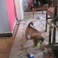 jugando a la pelota