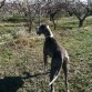 GOLFO EN CEHEGIN ( SU PATIO)