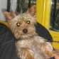 Noa 4 anos!Mama de Gismo y cachorros a venta ahora