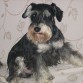 schnauzer miniatura