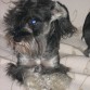schnauzer miniatura
