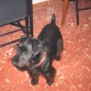 schnauzer miniatura