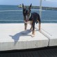 thor en el puerto con 5 meses