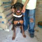 DUKE AL LOS 8 MESES