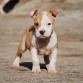 my american staffordshire es una hembra aunque aun no la tengoo porque em yegara el jueves dia 4 de marzoo de 2010 jejeje ke ilusion