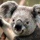 es mi koala