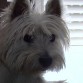 SOY ONA UNA PERRITA MUY GUAPA