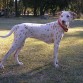 Un dia de paseo con Luna por el parque Sarmiento. como veran estaba posando como una "Lady" presumida me salio..