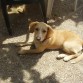 mii ChiiCo cuando era perQueñitoo :)