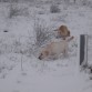 No la conocían, ¿cuando volverán a jugar y corretear por la nieve?