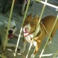 mis dos perros!  MAX  y YURI
