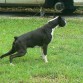 MIS DUENOS ME LLAMAN ROMEO BOXER NEGRO Y BLANCO FAMILIAR DE MISTERIO