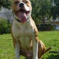 este otro es el peque tiene 7 meses largos,y se llama ougum que es un dios de los orihas y es el dios de la guerra,pero el aunque da mucha guerra es un sol