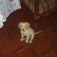 posando.