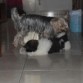 jugando con pipe (yorki)