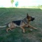 SULTAN EN UNA TARDE DE VERANO EN EL PATIO DE CASA