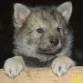 lobito es tu mejor amigo porque le encanta mirar las estrellas y la luna contigo