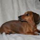 Aiko es un perro muy terco pero he de reconocer que es una pegatina de cariñoso... Y no hay nada que peor le siente que el que me enfade con el y lo ignore.