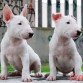 perros de caza .los pequeños se escapan de casa y hacen grafitis jejeje bullterrier