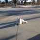 Entrenando el Quieto