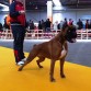 Bimba en la exposicion canina de zaragoza