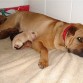 mi perrita tiene cinco añitos, es como un bebe, a pesar de ser mayor, le gusta sentirse el bebe de la casa, nunca hace sus necesidades en el hogar, siempre en la calle, y no rompe las cosas, resumiendo es un amor