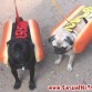 Doggies Hot Dog son los perros que les gustan comer perritos calientes y aquí lo demuestran