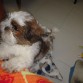 me encanta subir al sofa