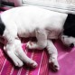 Ronnie 6 semanas