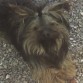 rufo!