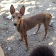 SAMY
 Es una perrita adorable, es como una podenquita en miniatura, y tan dulce y buena.. Es muy cariñosa, y aunque es un poco tímida al principio con un par de carantoñas la tienes ganada. Es muy sociable, se lleva bien con todos. Le encanta salir de paseo y jugar con todos los perritos/as que se encuentra, es muy alegre.
 
Referencia: JL-08715
 Fecha Nacimiento: 12/12/2009 
Sexo: Femenino
 Tamaño: mediano. 
Entrada: 07/07/2010
 Esterilizada.
 
Samy es una preciosa perra mestiza color beig,muy parecida a otra perra del refugio (Lesly). Es un poco asustadiza , pero con un poco de confianza enseguida se deja acariciar y dar mimos. Es muy sociable y sumisa con hembras y machos.
 
MÁS FOTOS: http://www.protectoradecarcaixent.com/es/perros/jl-08715.html
 
VIDEO I:
 http://www.facebook.com/pages/RIBERCAN-Proteger-y-Defender/10150145024000392#!/video/video.php?v=10150289256035606&oid=10150145024000392&comments
 
VIDEO II:
 http://www.facebook.com/video/video.php?v=420358400605
 
ADOPCIONES/ACOGIDAS 
Bea 647.68.96.40 beuchi1979@hotmail.com
 Selene 622.52.84.74 seleneribercan@hotmail.com
 Arantxa 654.56.15.72 arantxa1980_8@hotmail.com
 
Horario de recepción de llamadas de 11 a 14h y de 18 a 22h
 www.protectoradecarcaixent.com
 