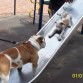 Akon en el parque con su amigo Shadow el Bulldog