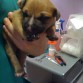 su primera visita al veterinario