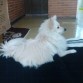 Mi pom en todo su esplendor, con el pelo que actualmente tiene. Me encanta!!