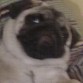 buddi
