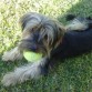 Yorky ahora