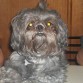 NO TIENE PEDIGRI, Y NO ME ACUERDO SI LOS PADRES DEELLA LO TIENEN HAY MANERA DE SABER... POR QUE SEGUN EL ESTANDAR DEL SHIH TZU DE FCI TIENE TODAS LAS CARACTERISTICAS DE SHIH TZU