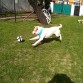 Jugando con su pelota! 