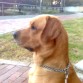 Nombre: Ruffo
Edad: 2 años
Raza: Labrador Retriver
Tamaño: Mas grande de lo normal