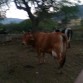 esta es mi vaca que se llama naranja