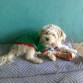 Mi Pequeño Lucky Con La CAmiseTa De La SEleccion Mexicana, Me Costo MUcho Es OriGinal La Camiseta!!