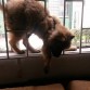 el perro gato