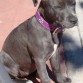 ISIS - BLUE STAFFY 11